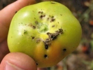 Ушкоджений плід томату