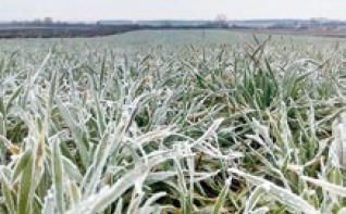 Вимерзання рослин пшениці озимої відбувається за критичних температур (-14…-17°С) ґрунту