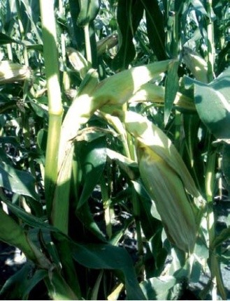 Ранее поникание початков кукурузы