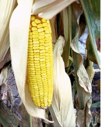 Пізнє поникнення качанів кукурудзи