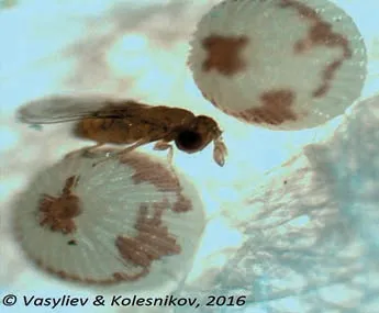 Trichogramma cacoeciae Marchal на яйці совки