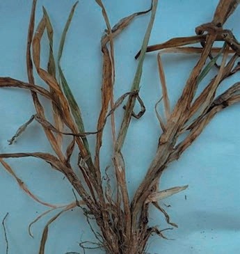Симптоми тифульозу озимої пшениці (фото Т. Кислих)