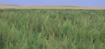 Поле, заглушене щирицею