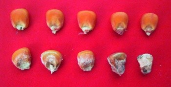 Загальний вигляд насіння кукурудзи: здорового (верхній ряд) та ураженого фузаріозом (нижній ряд)