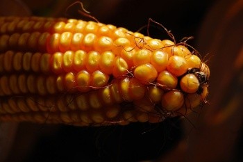 Якість зерна кукурудзи закладається в полі