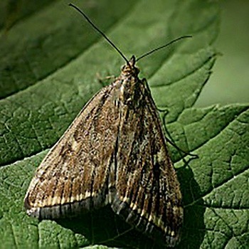 Лучний метелик (Margaritia sticticalis L.)