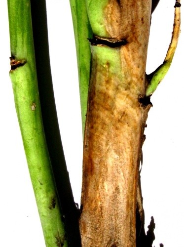 Симптоми прояву вертицильозного в’янення  рослин на стеблах