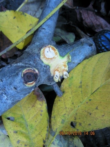 Деревина горіха, уражена поліпоровими грибами