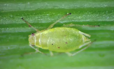 Моркв'яно-вербова попелиця (Cavariella aegopodii)