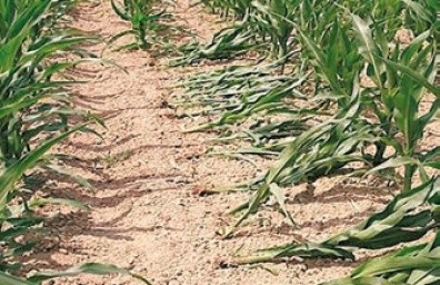 Пошкодження кукурудзи західним кукурудзяним жуком