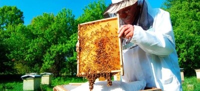 кооператив бджолярів на Тернопільщині