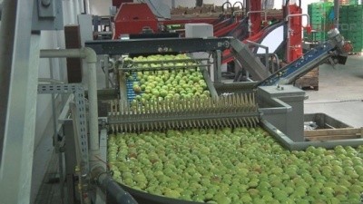 українські яблука готуються на експорт