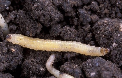 Щойно відроджена личинка західного кукурудзяного жука