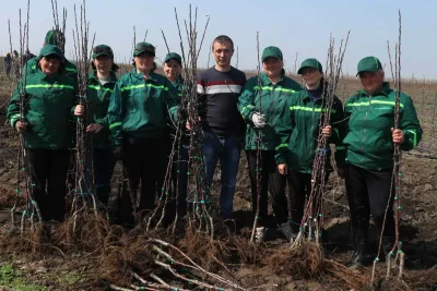 Підкопані саджанці витягують і в'яжуть у в'язки (в центрі - керівник напрямку садівництва ФГ "Гадз" Тарас Мельник)