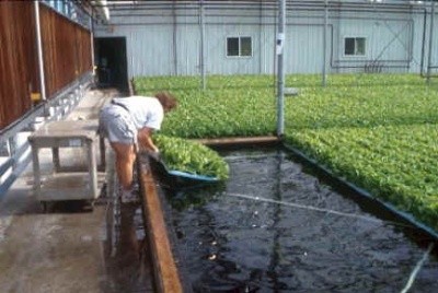 Вирощування салату на гідропоніці на плотах