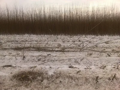Скошена плантація: трапляються досить габаритні залишки