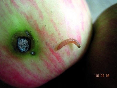 Гусениця яблуневої плодожерки та закритий павутиною вхідний отвір у пошкоджений плід