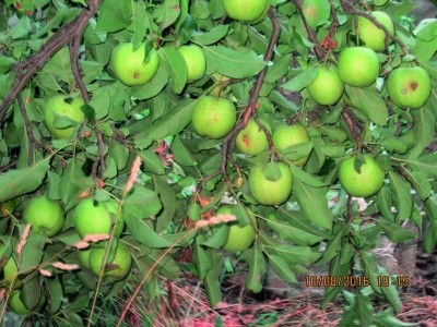 Плоди яблук, пошкоджені яблуневою плодожеркою
