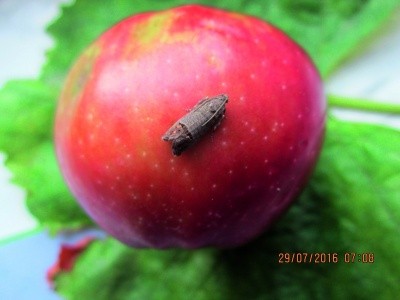 Яблунева плодожерка