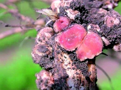 Активні бульбочки на коренях сої