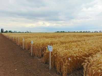 Демо-поле з зерновыми. Сорт озимой пшеницы Мария