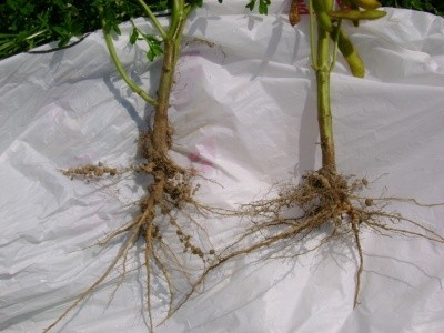 Сфор­мо­ва­на ко­ре­не­ва си­с­те­ма сої за оп­ти­маль­ної (ліворуч) та підви­ще­ної (пра­воруч) щільності ґрун­ту