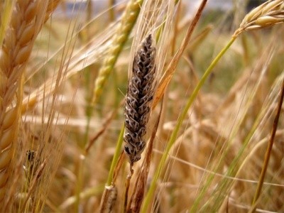 Сажка на пшениці