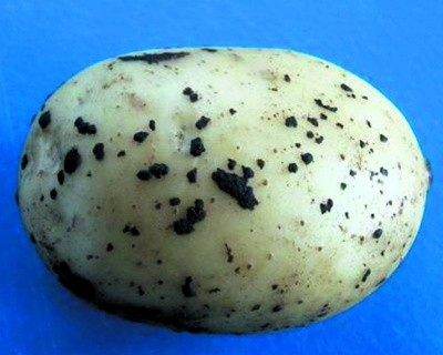Ризоктоніоз бульб картоплі