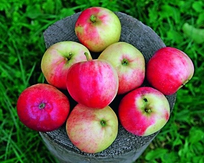 Сорт яблуні Афродіта (дозріває влітку)