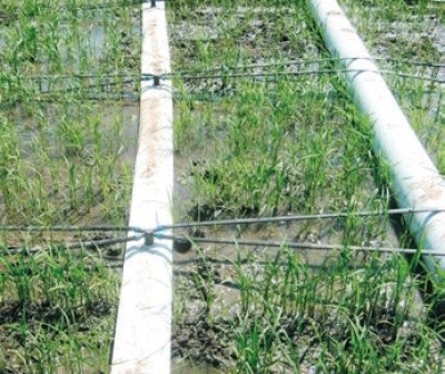 Розташування крапельних ліній за технологією крапельного зрошення рису
