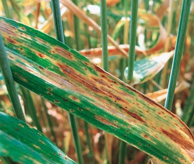Септоріоз листя пшениці озимої — найбільш шкодочинна хвороба у Лісостепу України