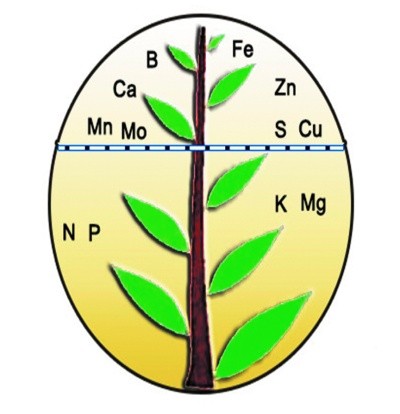 Рис. 5. Розподіл елементів живлення у рослинах