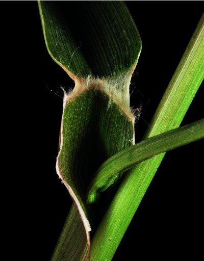 Наявність язичка на листку C. longispinus.