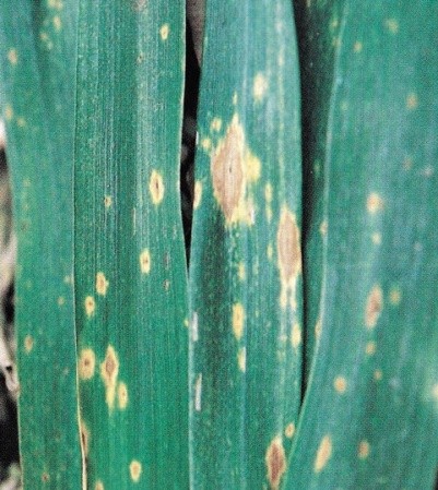 На чутливих до хвороби сортах пшениці плями досягають більшого розміру та мають форму еліпса і світло-коричневе забарвлення, іноді набувають ромбоподібної або овально-видовженої форми, зазвичай облямовані зоною хлорозу