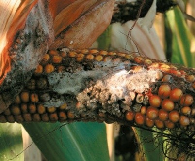 Качани кукурудзи, уражені фузаріозом