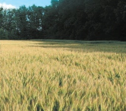Дослідження ефективності препарату Азолек на посівах пшениці озимої