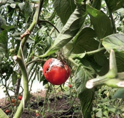 Ураженість плодів томатів сірою гниллю