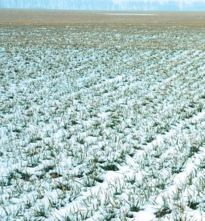 Пшениця, яка формує оптимальну надземну масу перед входом у зиму, є морозостійкою та витривалою до інших несприятливих погодних умов