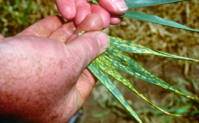 Симптоми дефіциту хлору на пшениці