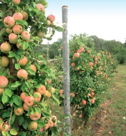 Провідне місце в інтенсивній технології плодового яблуневого саду займає конструкція насаджень