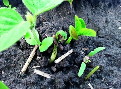 Найуразливіші для рослин вегетаційні етапи — початкова фаза розвитку проростання насіння та сходи