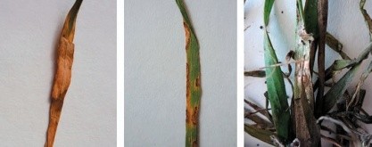 Ураження листя грибом Microdochium nivale (фото М. Ключевича)
