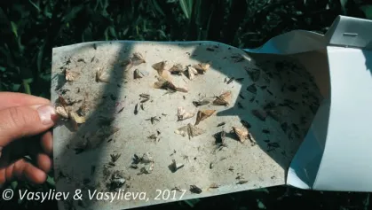 стеблові метелики, які потрапили в одну пастку за одну ніч (Полтавська обл.)