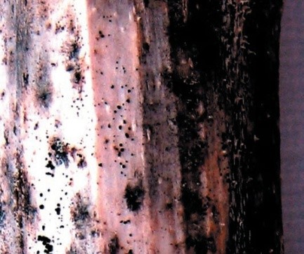 Рис. 2. Формування мікросклероціїв гриба в ураженій тканині стебла у вигляді дрібних кулястих чорних зерен 