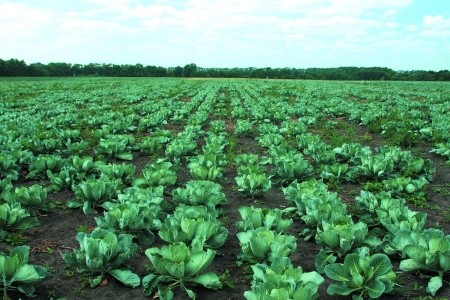 Все більше біофунгіциди застосовують для захисту овочевих культур, особливо проти бактеріальних та вірусних хвороб