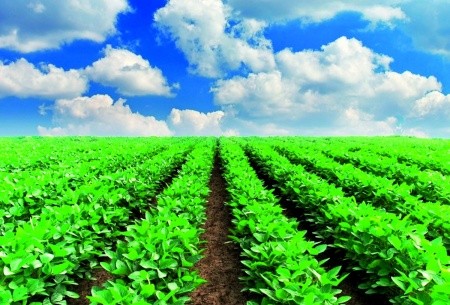 Посіви сої за до­три­ман­ня аг­ро­тех­но­логії
