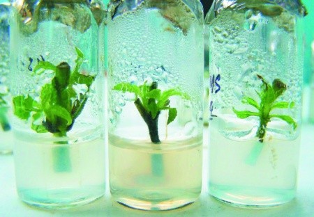 Метод invitro дає змогу отримати чистий, безвірусний рослинний матеріал