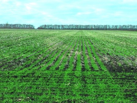 Посіви озимої пшениці за новою технологією у господарстві теж виглядають знаще краще, порівняно  за класичної схеми висівання