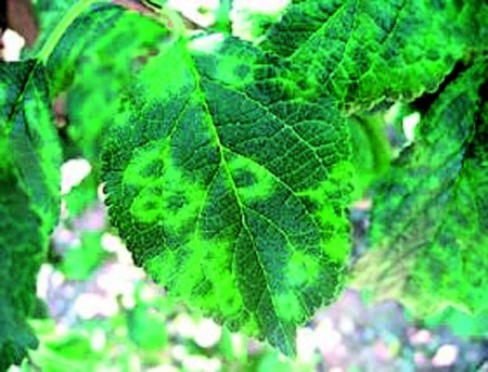 Уражене вірусом віспи листя сливи 