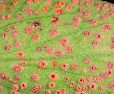 Гіпер­па­ра­зит Tuberculina persicina не залишає шансів іржа­с­тим грибам — постійним, але небажаним супутникам зернових колосових